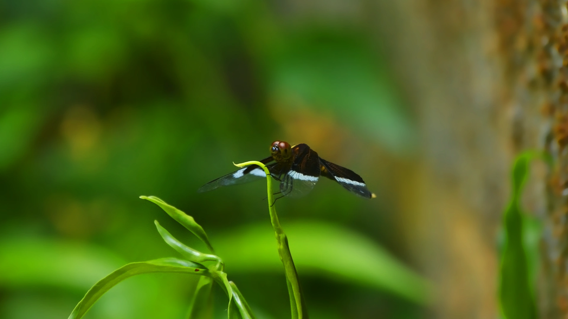 Dragonfly resting in stillness