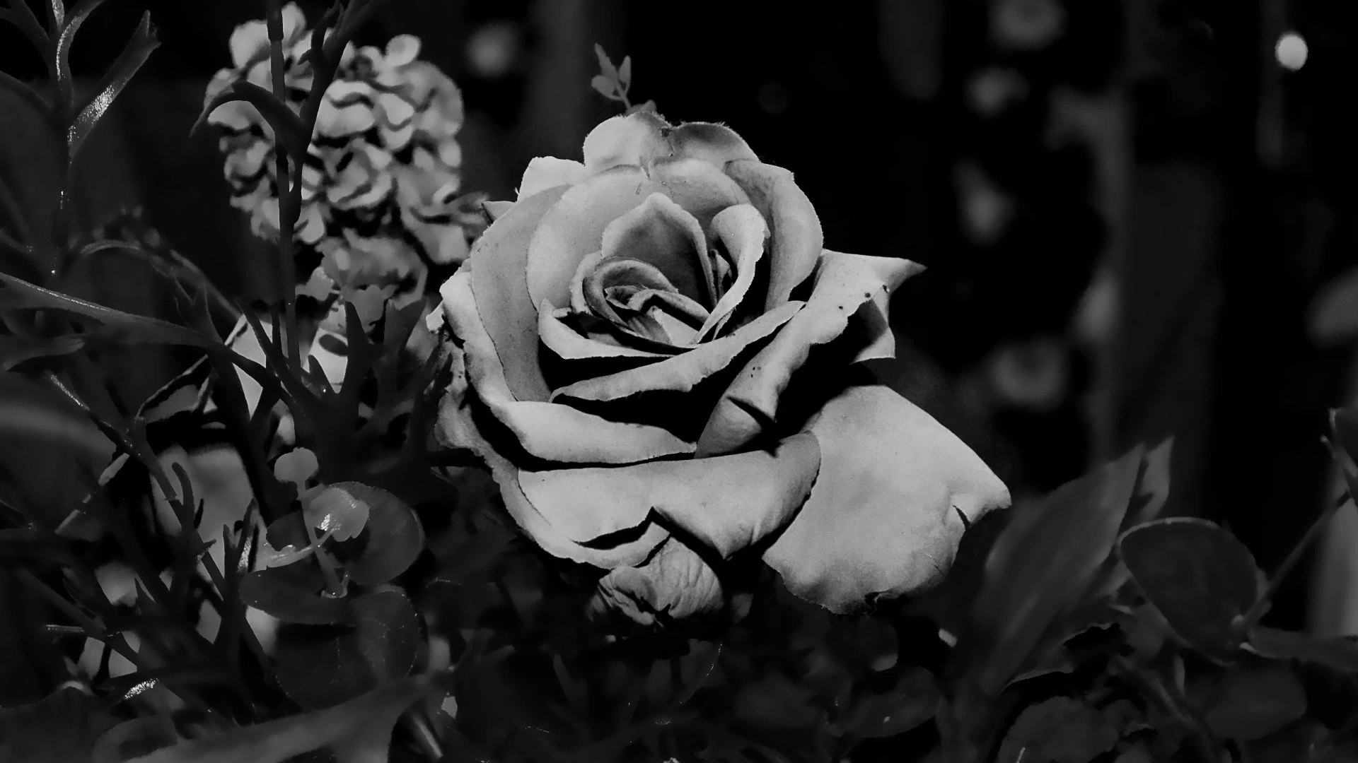 Faded decorative rose still standing